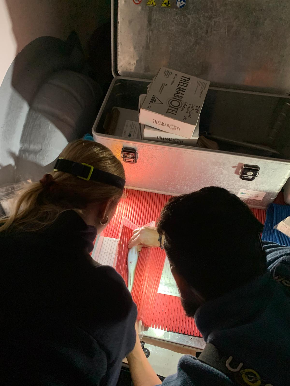European seabass acoustic tagging procedure.